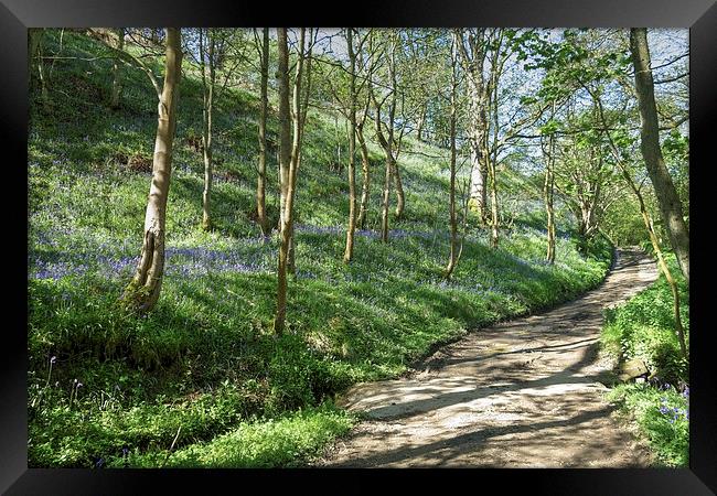 Country lane through a bluebell wood Framed Print by Paula Connelly