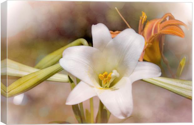 Two Lilies Canvas Print by Judy Hall-Folde