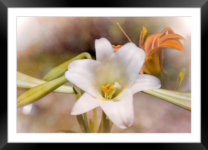 Two Lilies Framed Mounted Print by Judy Hall-Folde