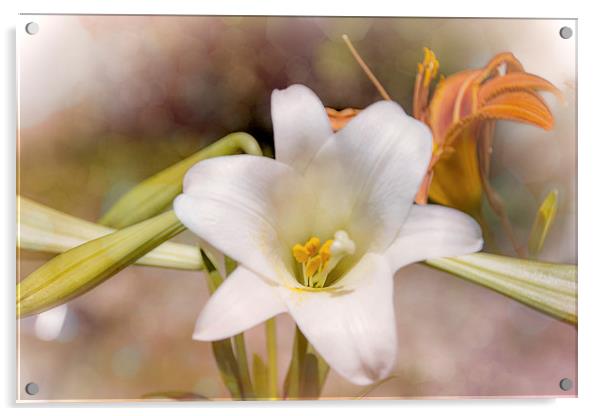 Two Lilies Acrylic by Judy Hall-Folde