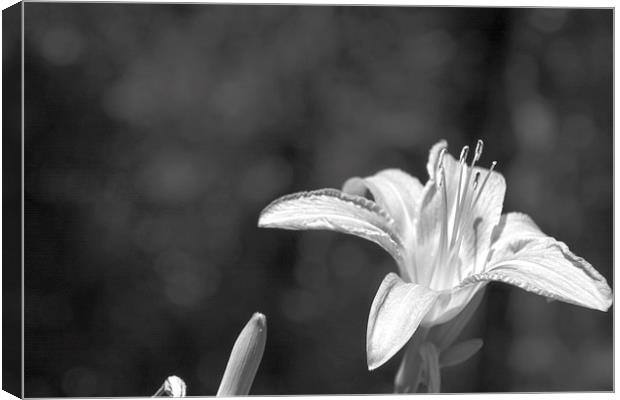 Tiger Lily Black and White Canvas Print by Judy Hall-Folde