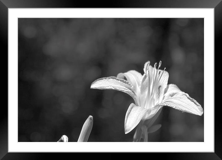 Tiger Lily Black and White Framed Mounted Print by Judy Hall-Folde