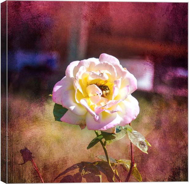 Snug in a Rose Canvas Print by Judy Hall-Folde