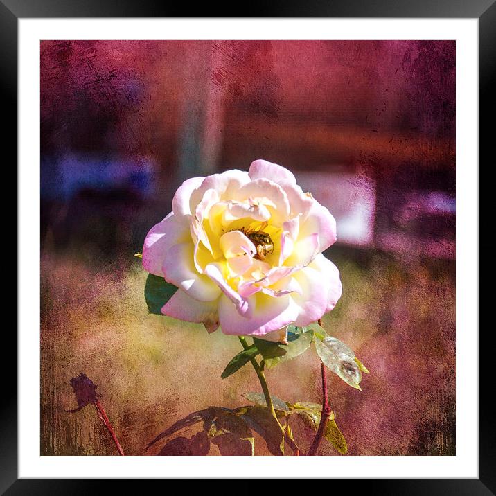 Snug in a Rose Framed Mounted Print by Judy Hall-Folde