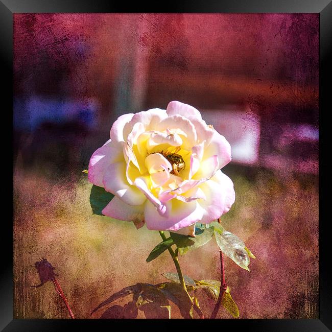 Snug in a Rose Framed Print by Judy Hall-Folde