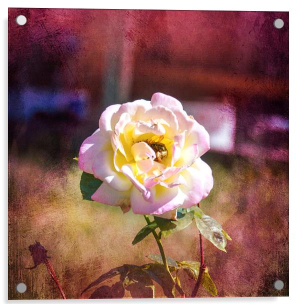 Snug in a Rose Acrylic by Judy Hall-Folde