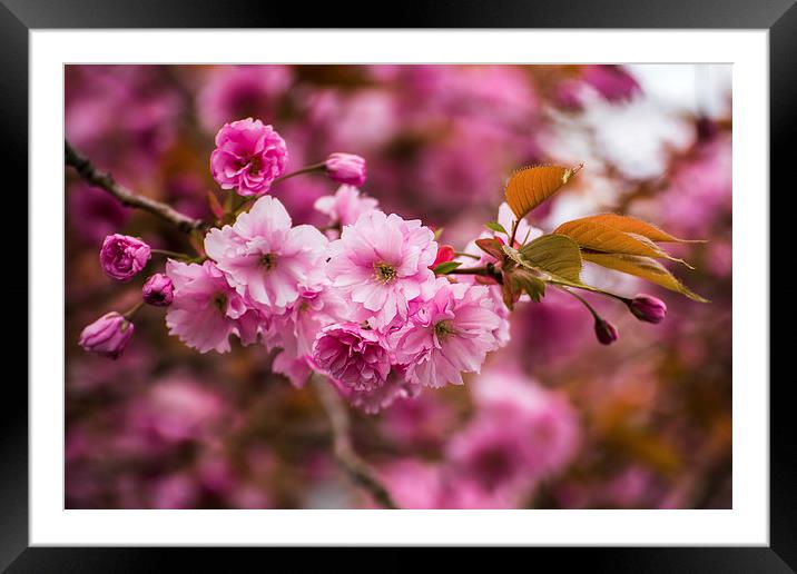 Pink blossom Framed Mounted Print by Jason Wells