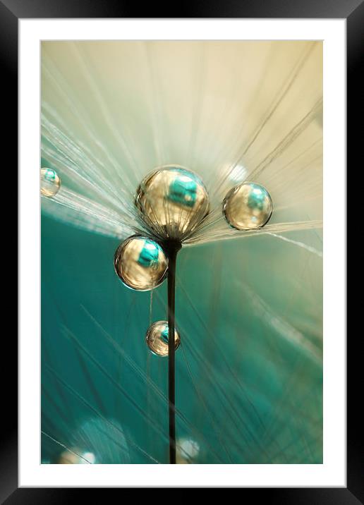 Dandy with Drops of Gold and Jade Framed Mounted Print by Sharon Johnstone
