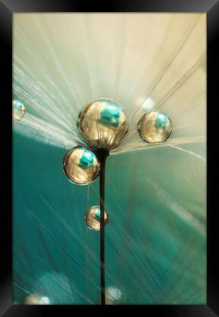 Dandy with Drops of Gold and Jade Framed Print by Sharon Johnstone