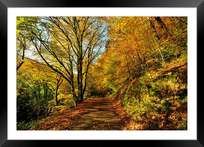 Autumn at Kilminorth Woods Looe Framed Mounted Print by Rosie Spooner