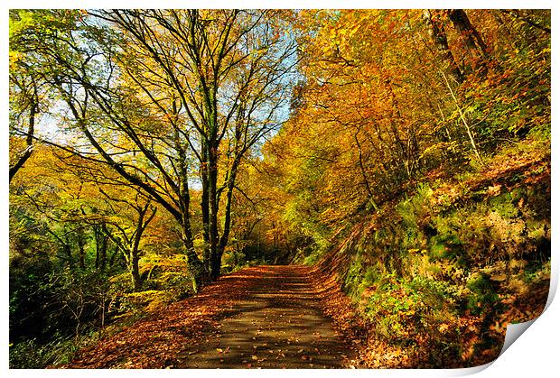 Autumn at Kilminorth Woods Looe Print by Rosie Spooner