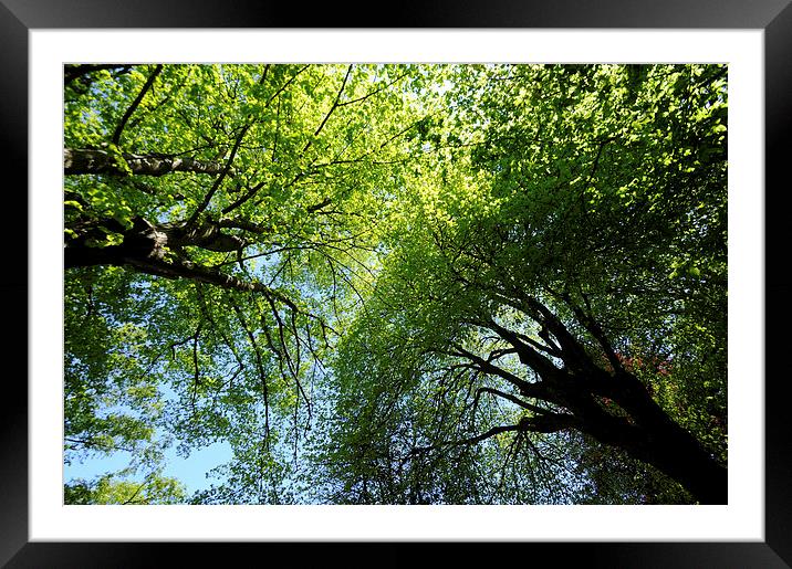 Looking up at the trees Framed Mounted Print by Rosie Spooner