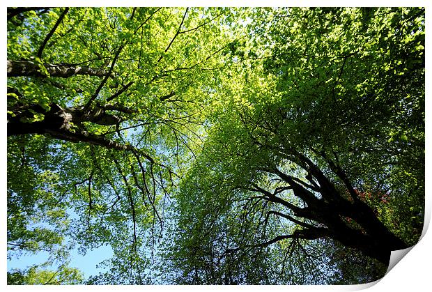 Looking up at the trees Print by Rosie Spooner