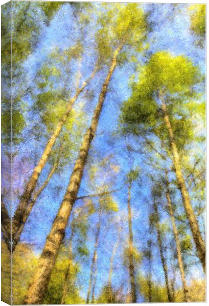 A Peaceful Forest Canvas Print by David Pyatt