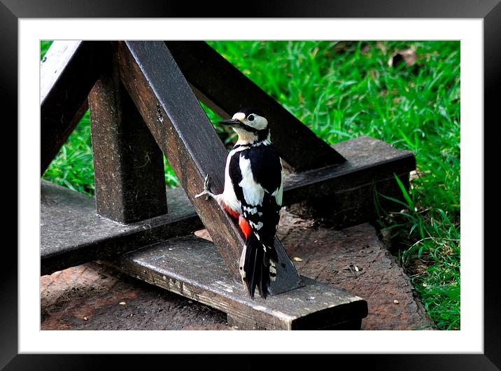 Greater Spotted Woodpecker on the bird table Framed Mounted Print by Rosie Spooner