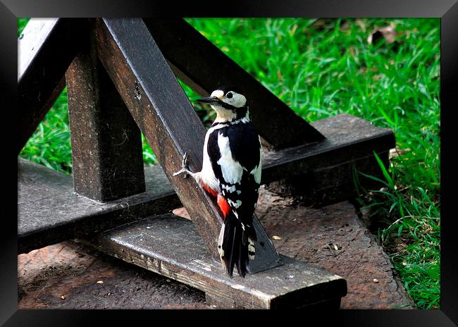 Greater Spotted Woodpecker on the bird table Framed Print by Rosie Spooner
