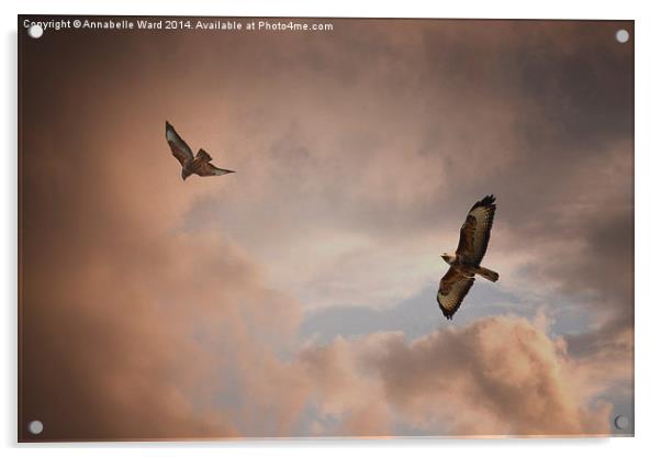 Buzzard In Flight Acrylic by Annabelle Ward