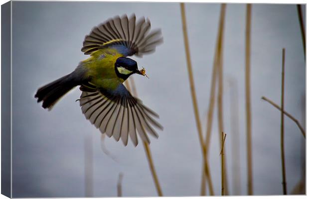 Great Tit with spider in its beak Canvas Print by Jim Jones