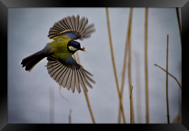 Great Tit with spider in its beak Framed Print by Jim Jones