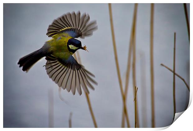 Great Tit with spider in its beak Print by Jim Jones