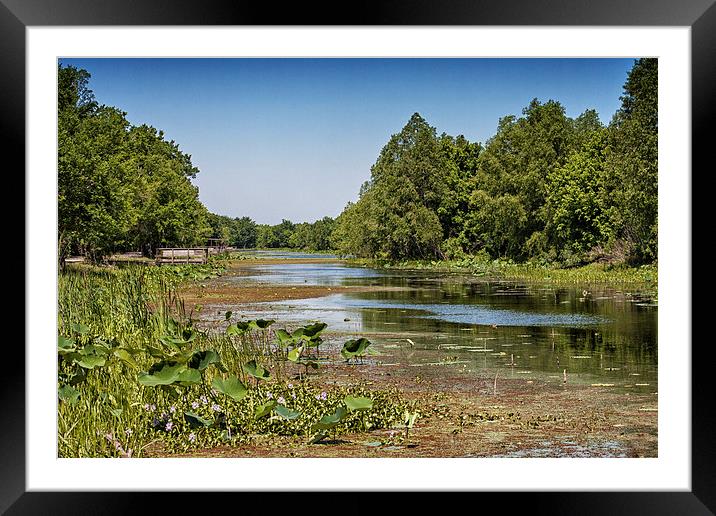 Elm Lake at Brazos Bend, Texas Framed Mounted Print by Zoe Ferrie