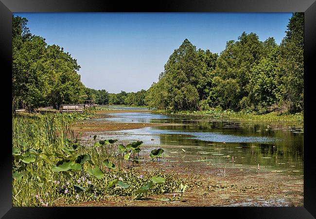Elm Lake at Brazos Bend, Texas Framed Print by Zoe Ferrie