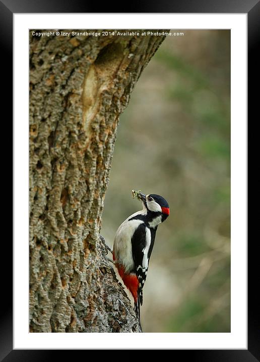 Greater Spotted Woodpecker brings food Framed Mounted Print by Izzy Standbridge