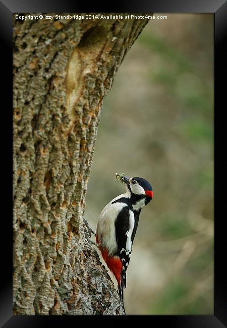 Greater Spotted Woodpecker brings food Framed Print by Izzy Standbridge