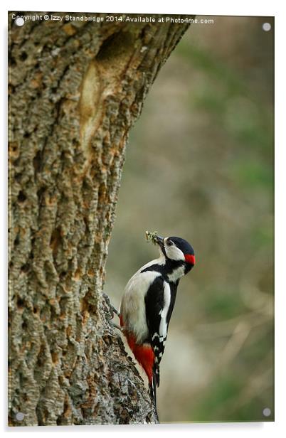 Greater Spotted Woodpecker brings food Acrylic by Izzy Standbridge