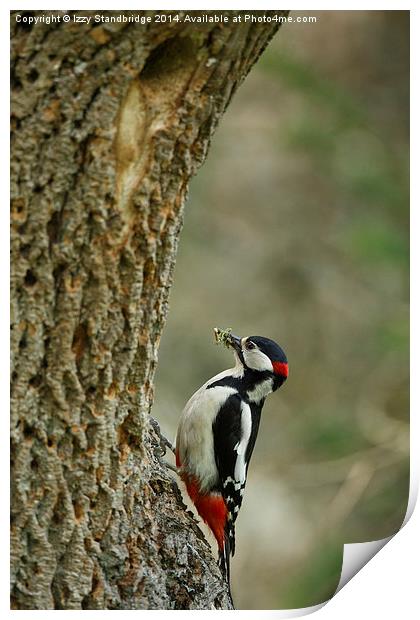 Greater Spotted Woodpecker brings food Print by Izzy Standbridge