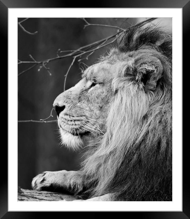 King of Beasts Framed Mounted Print by Andy Heap