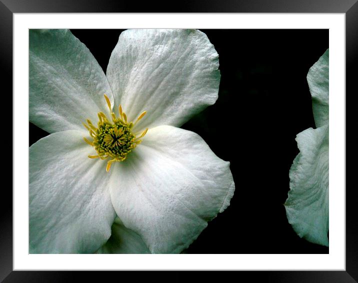 ENGLISH DOGWOOD 1 Framed Mounted Print by Jacque Mckenzie