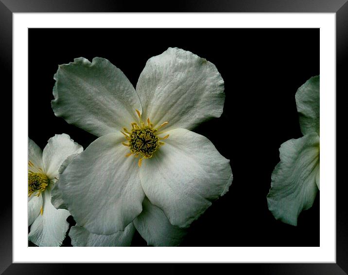ENGLISH DOGWOOD 2 Framed Mounted Print by Jacque Mckenzie