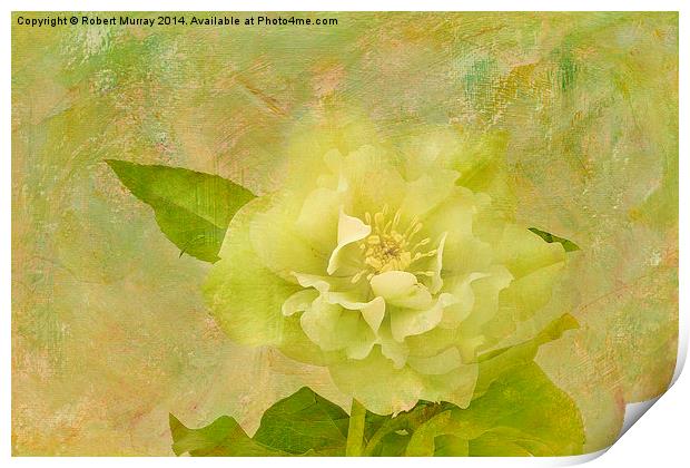 Elegant Yellow Hellebore Blossom Print by Robert Murray