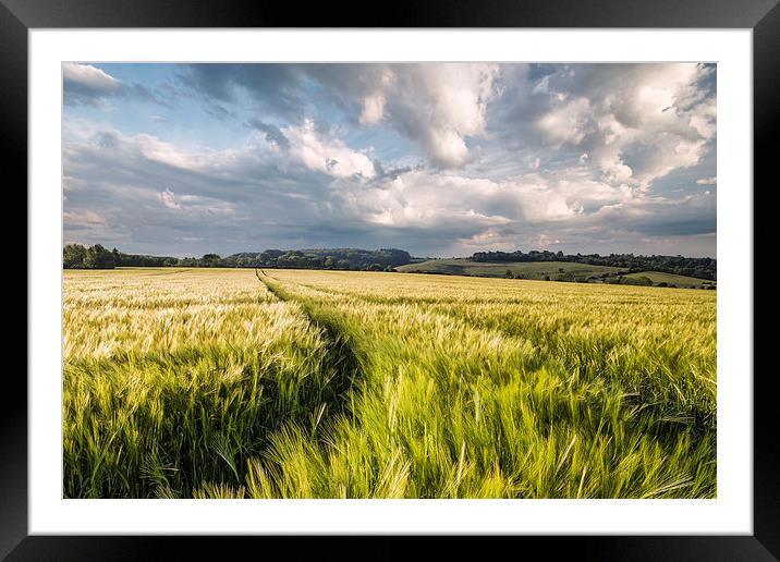 Barley Fields Framed Mounted Print by Ian Hufton