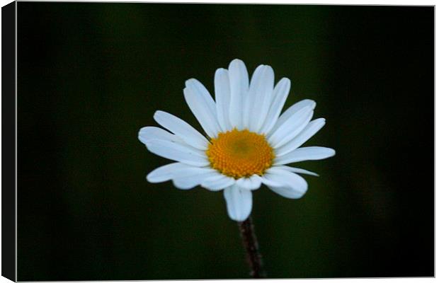 Giant Daisy Canvas Print by Rob Seales