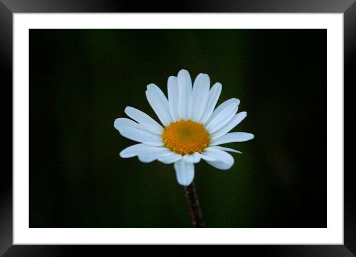 Giant Daisy Framed Mounted Print by Rob Seales
