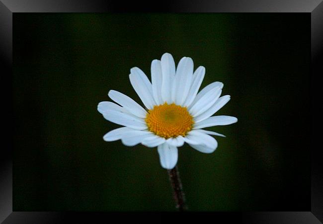 Giant Daisy Framed Print by Rob Seales