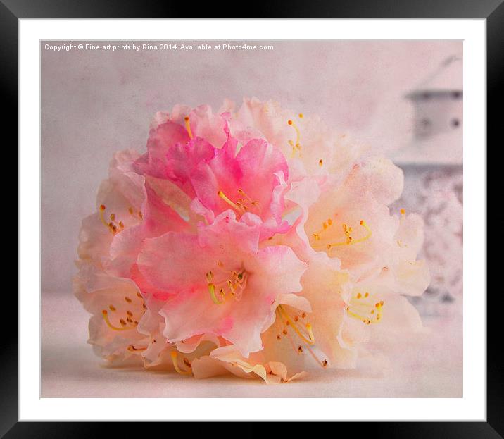 Rhododendron (1) Framed Mounted Print by Fine art by Rina