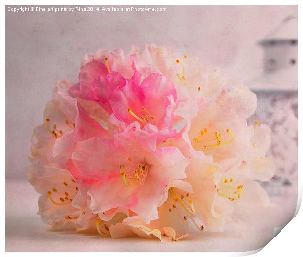 Rhododendron (1) Print by Fine art by Rina