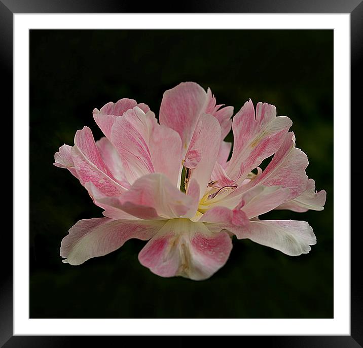 Pink Tulip Framed Mounted Print by Jacqi Elmslie