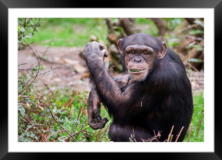 Cheeky Chewing Chimp Framed Mounted Print by Andy Heap
