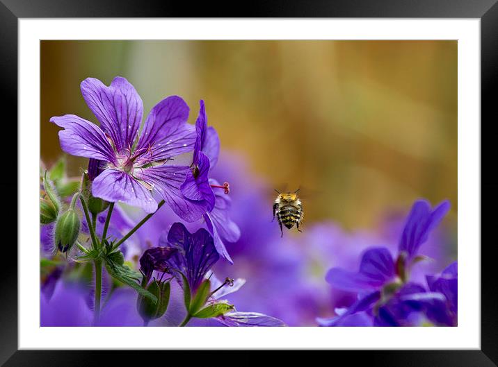 Flight of the Bumble Bee Framed Mounted Print by Andy Heap