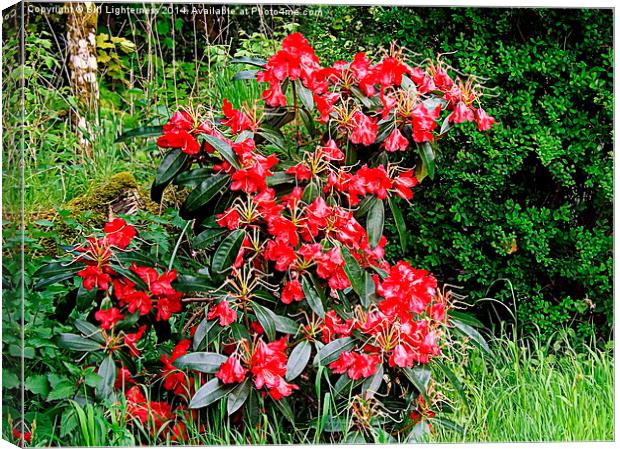 Beautiful Red Rhododendron Canvas Print by Bill Lighterness