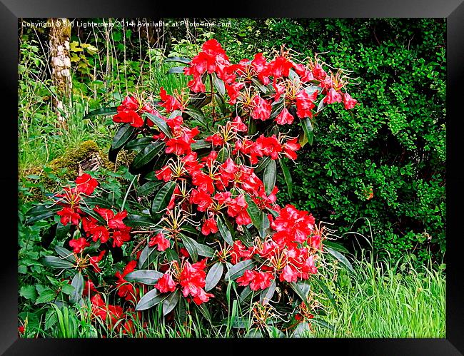 Beautiful Red Rhododendron Framed Print by Bill Lighterness