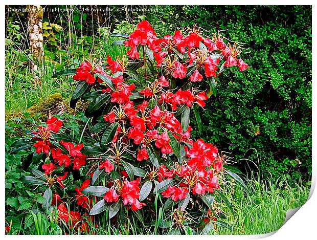 Beautiful Red Rhododendron Print by Bill Lighterness
