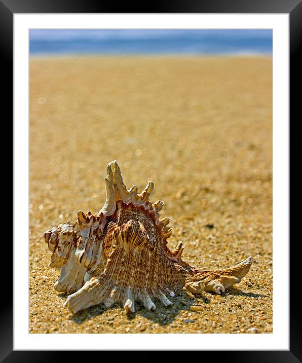 Sea Shell By The Sea Shore Framed Mounted Print by Tom and Dawn Gari