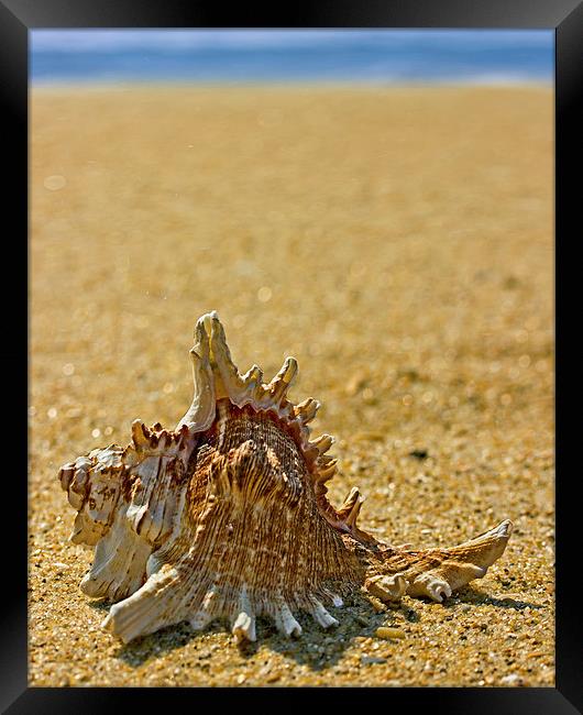 Sea Shell By The Sea Shore Framed Print by Tom and Dawn Gari