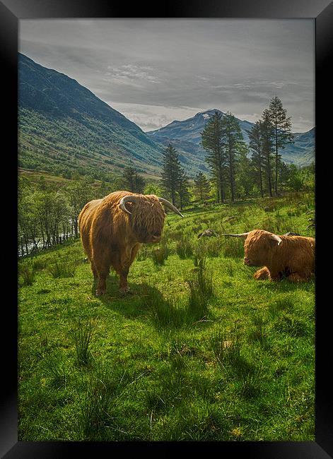 Highland Coos Framed Print by Geo Harris