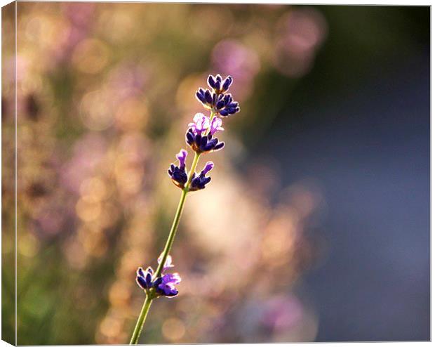Lavender dreaming Canvas Print by Fiona Miller